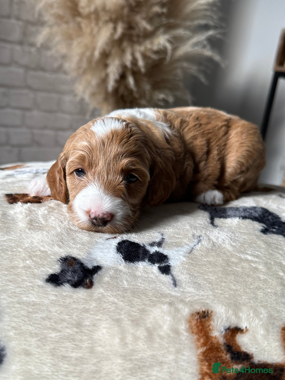 Cockapoo dogs for sale: Not Just Any Cockapoo Puppies – The Special Few - Image 17