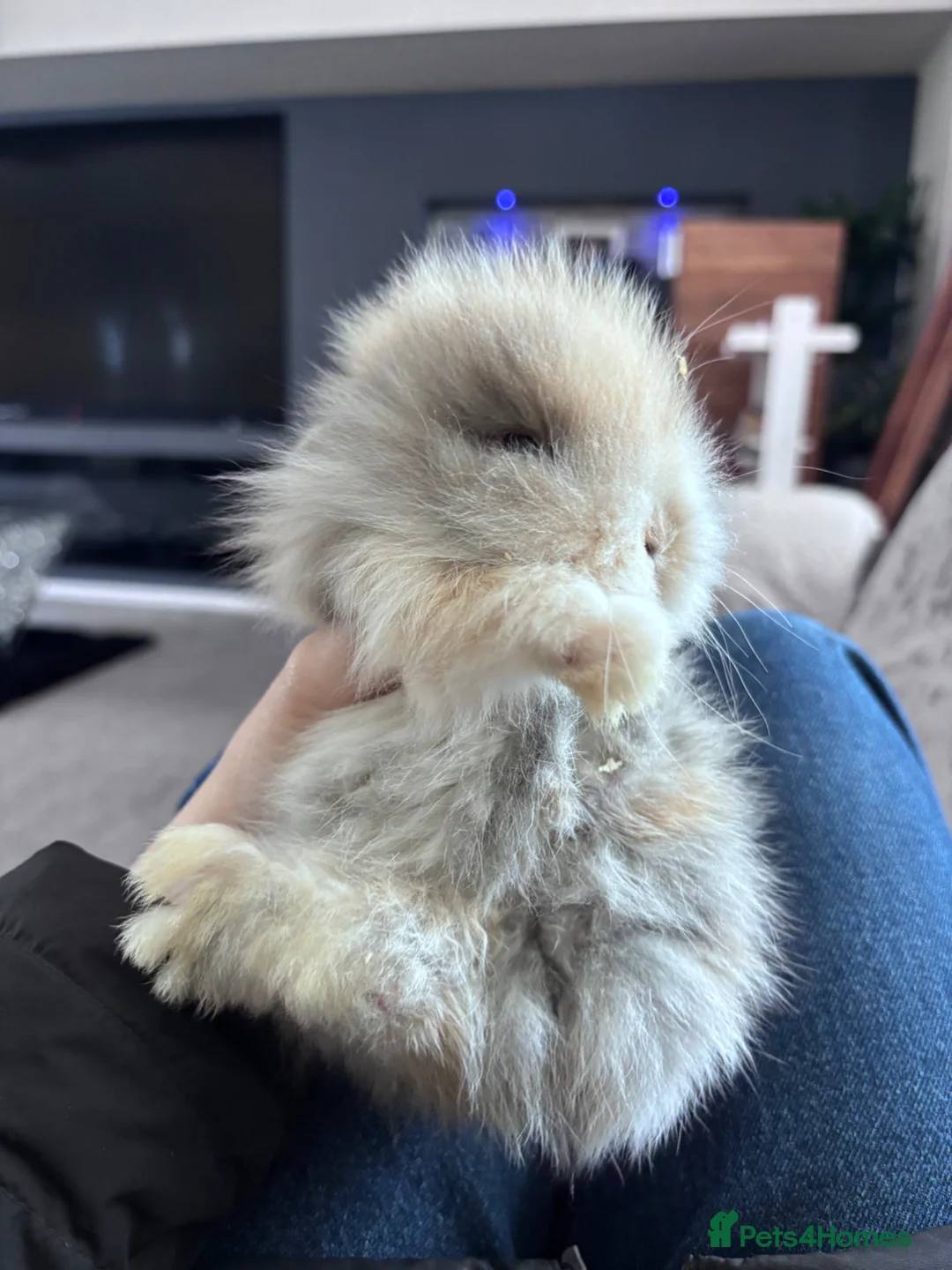 Mixed Breed rabbits for sale: Baby bunnies available to reserve  - Advert 2