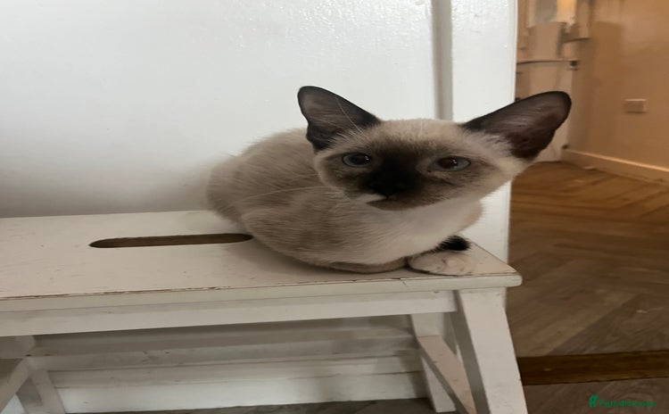Mixed Breed cats - Advert 14