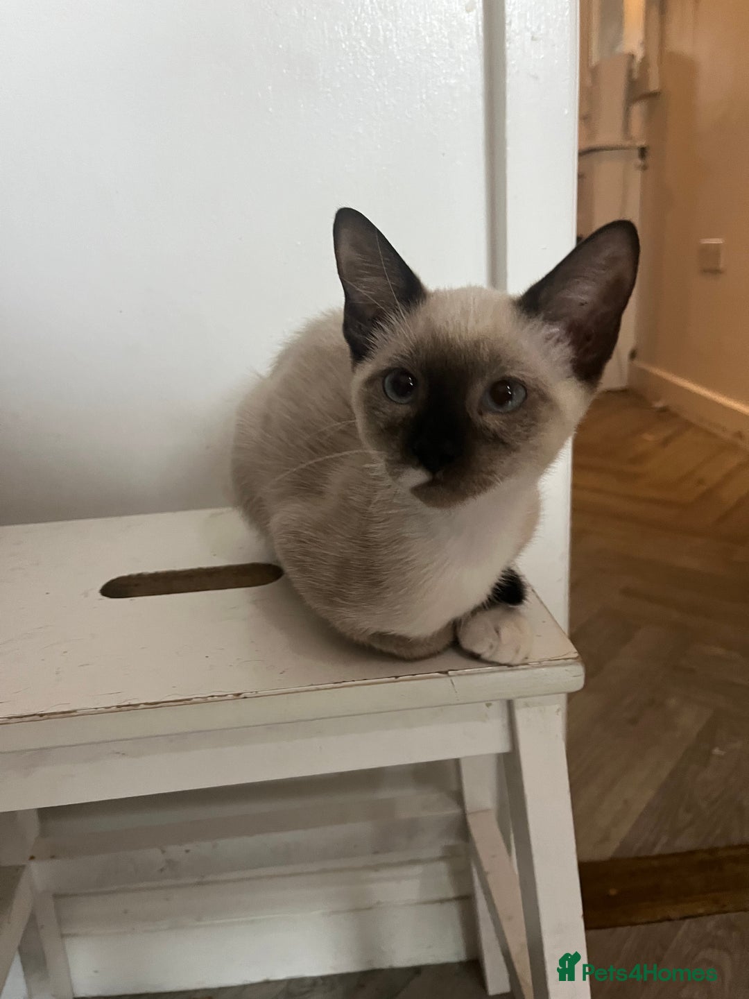 Mixed Breed cats for sale: One stunning boy left  - Image 1