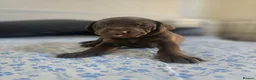 Mixed Breed dogs for sale: Doberman mix  in Nottingham - Advert 31