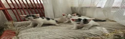 Mixed Breed cats for sale: Adorable9-Week-Old Kittens Looking forLoving Homes - Advert 8