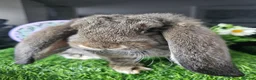 French Lop rabbits for sale: Vaccinated Giant French Lops - Advert 7