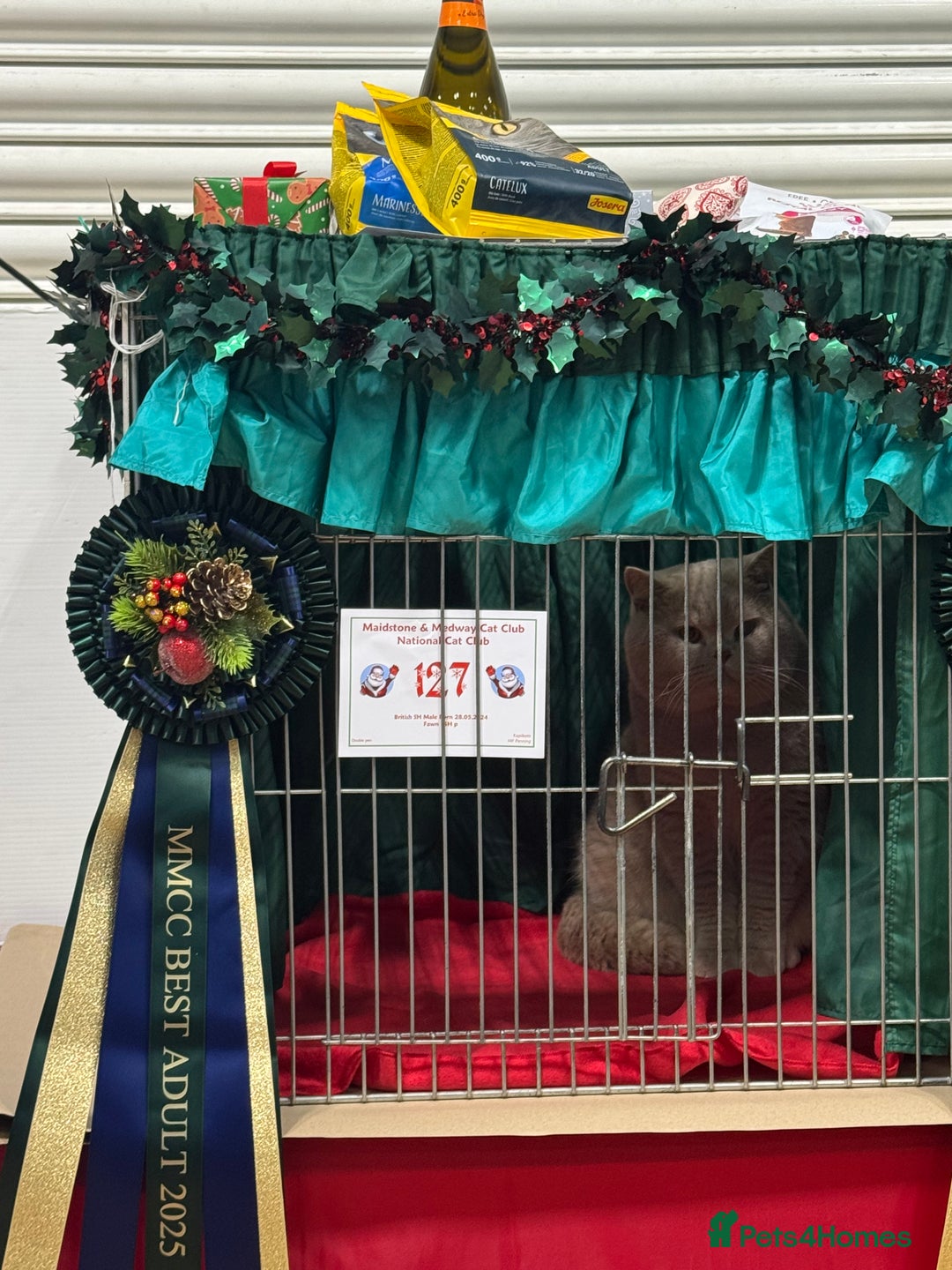 British Shorthair cats for sale: Grand Champion Sired British Shorthair Kittens - Advert 6