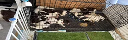 English Springer Spaniel dogs for sale: Boy 5th Gen Liver and White ESS Puppies - Advert 17