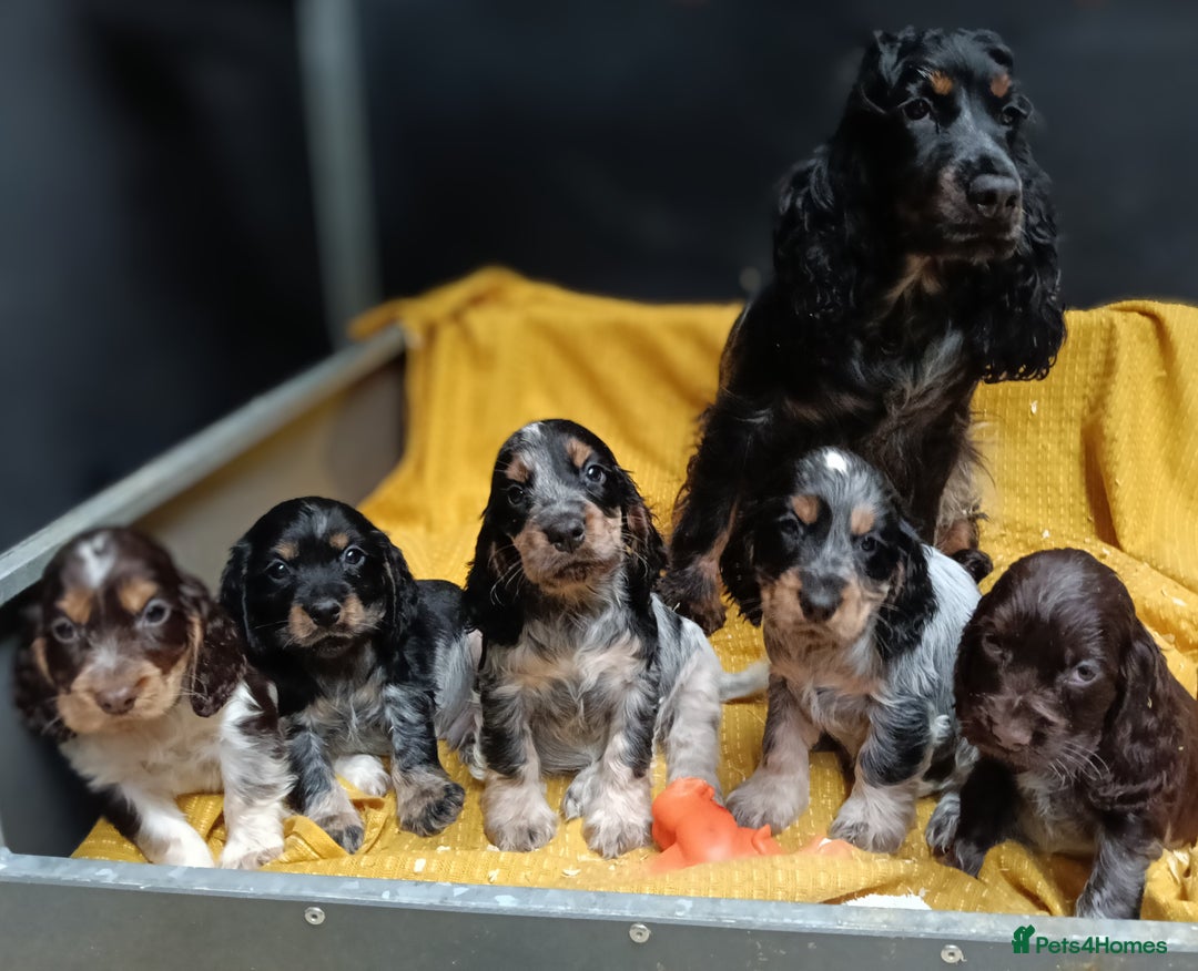 Cocker Spaniel dogs for sale: 🩷Scrumptious Cocker Spaniel puppies 🩷 - Advert 2