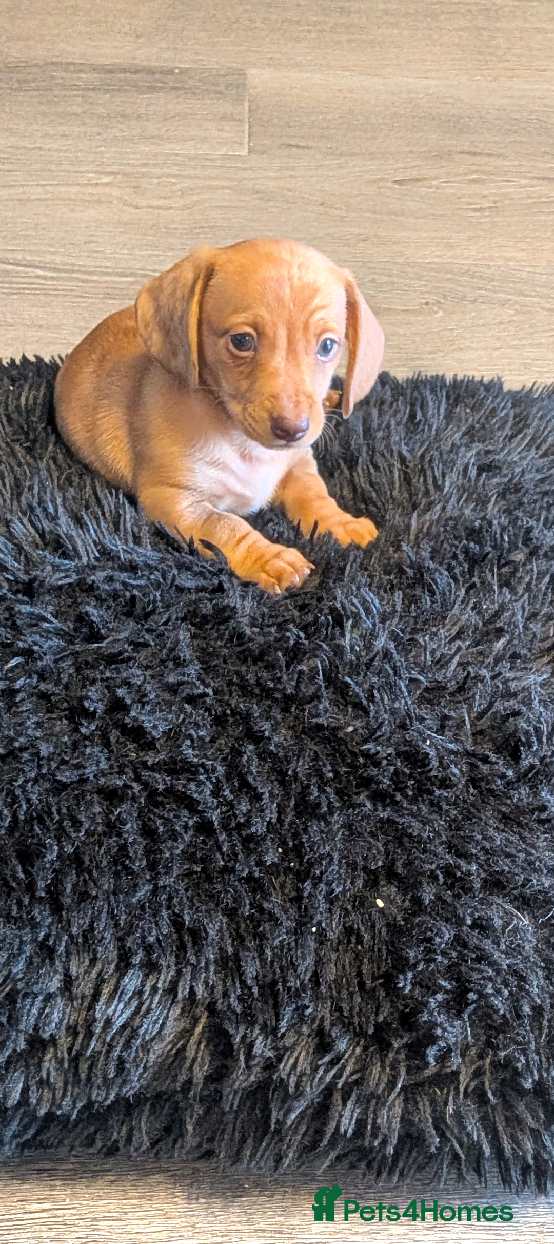 Dachshund dogs for sale: Dachshund puppies  - Advert 17