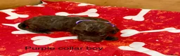 Sproodle dogs for sale: Sproodle Puppies from experienced, licensed breedr - Advert 8