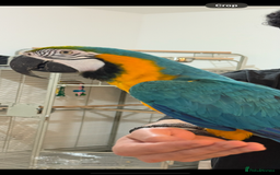Macaws birds for sale: Beautiful blue and gold macaw Age 2  - Image 3