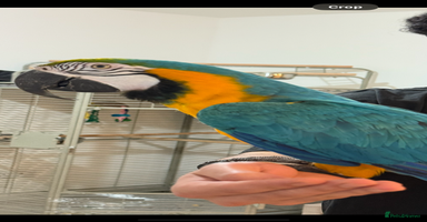 Macaws birds - Advert 4
