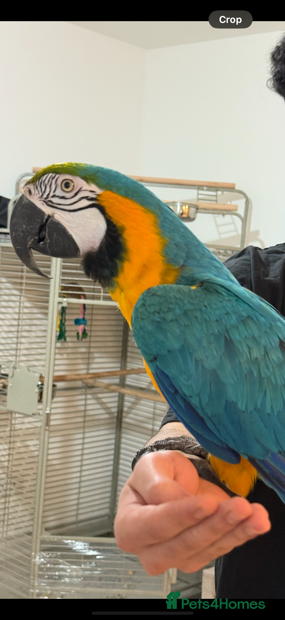 Macaws birds for sale: Beautiful blue and gold macaw Age 2  - Image 3