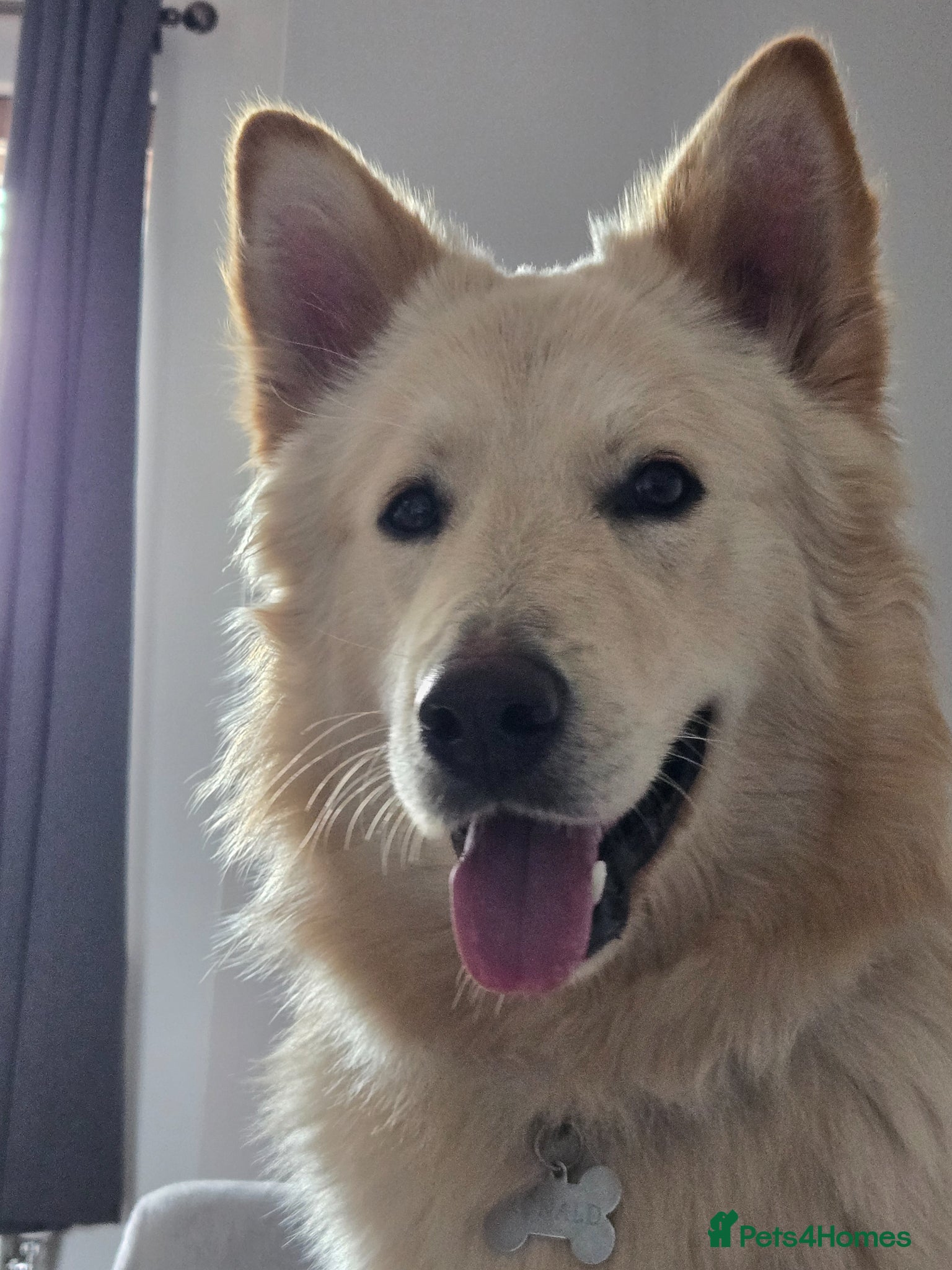 German Shepherd dogs Stunning champagne white male GSD - Advert 2