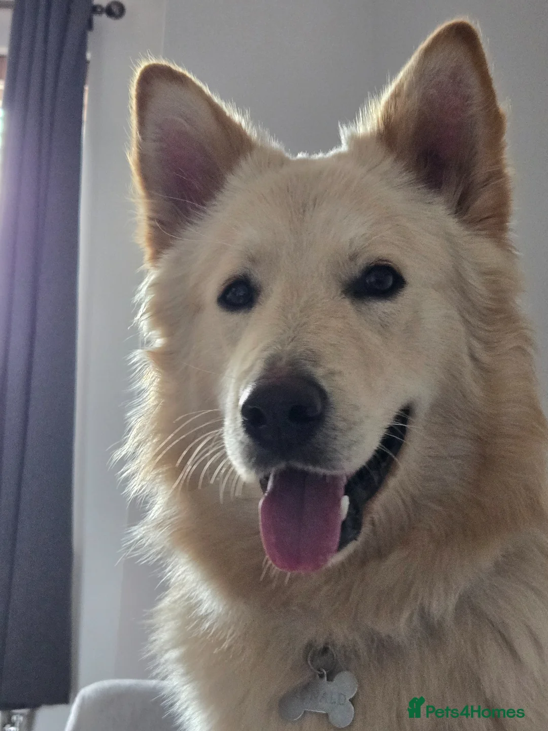 German Shepherd dogs for sale: Stunning champagne white male GSD - Advert 2