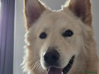 German Shepherd dogs Stunning champagne white male GSD - Advert 2