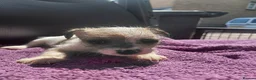 Jack Russell dogs for sale: Jack Russell puppies, full pedigree  - Advert 18