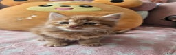 Mixed Breed cats for sale: Beautiful ginger mix long hair maine coon kittens - Advert 7