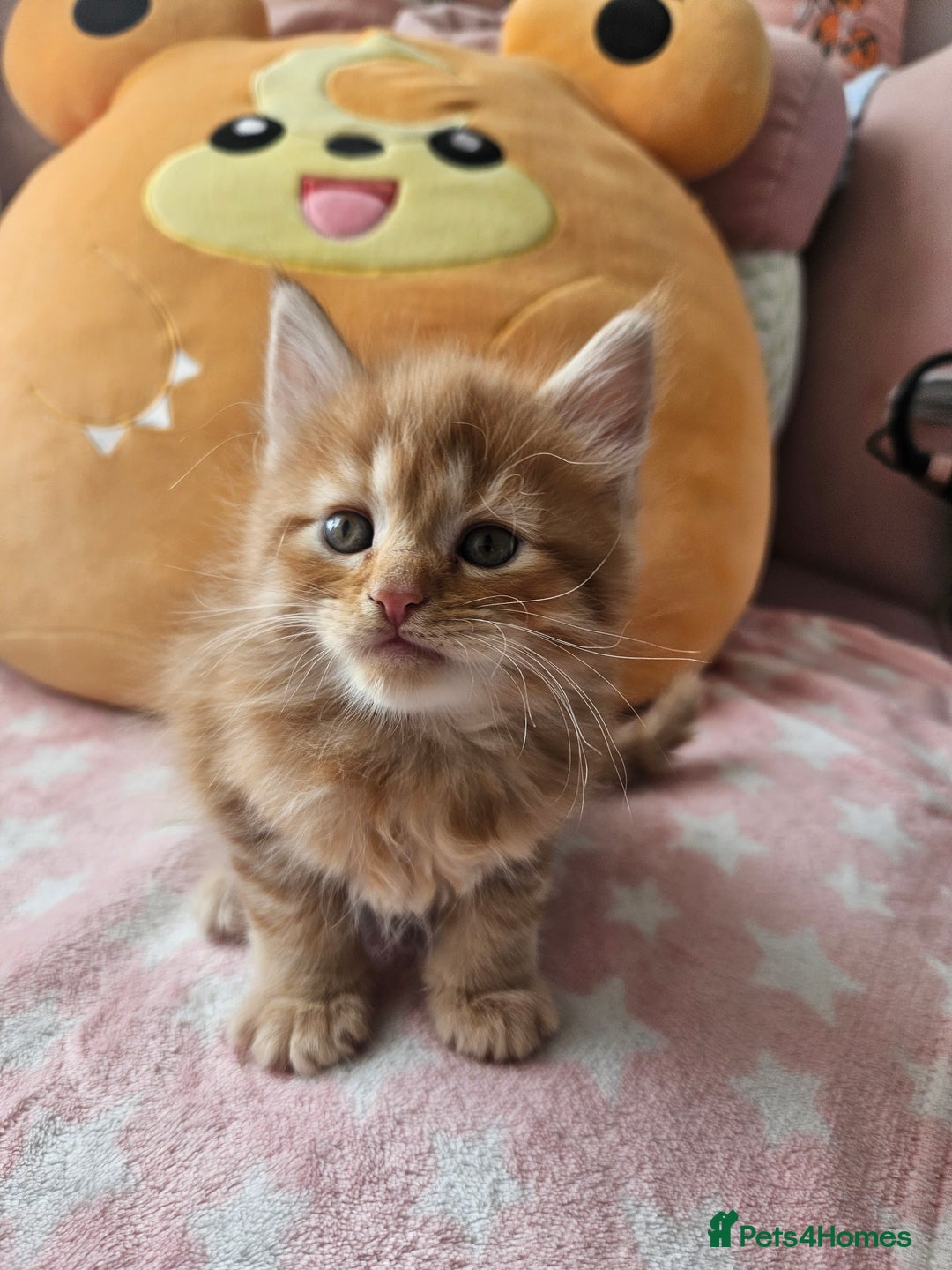 Mixed Breed cats for sale: Beautiful ginger mix long hair maine coon kittens - Advert 7