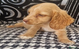 Cocker Spaniel dogs for sale: Cocker spaniels only 3 left  - Image 6