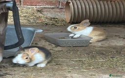 Tri Coloured Dutch rabbits for sale: Tricoloured Dutch Rabbits - Image 9