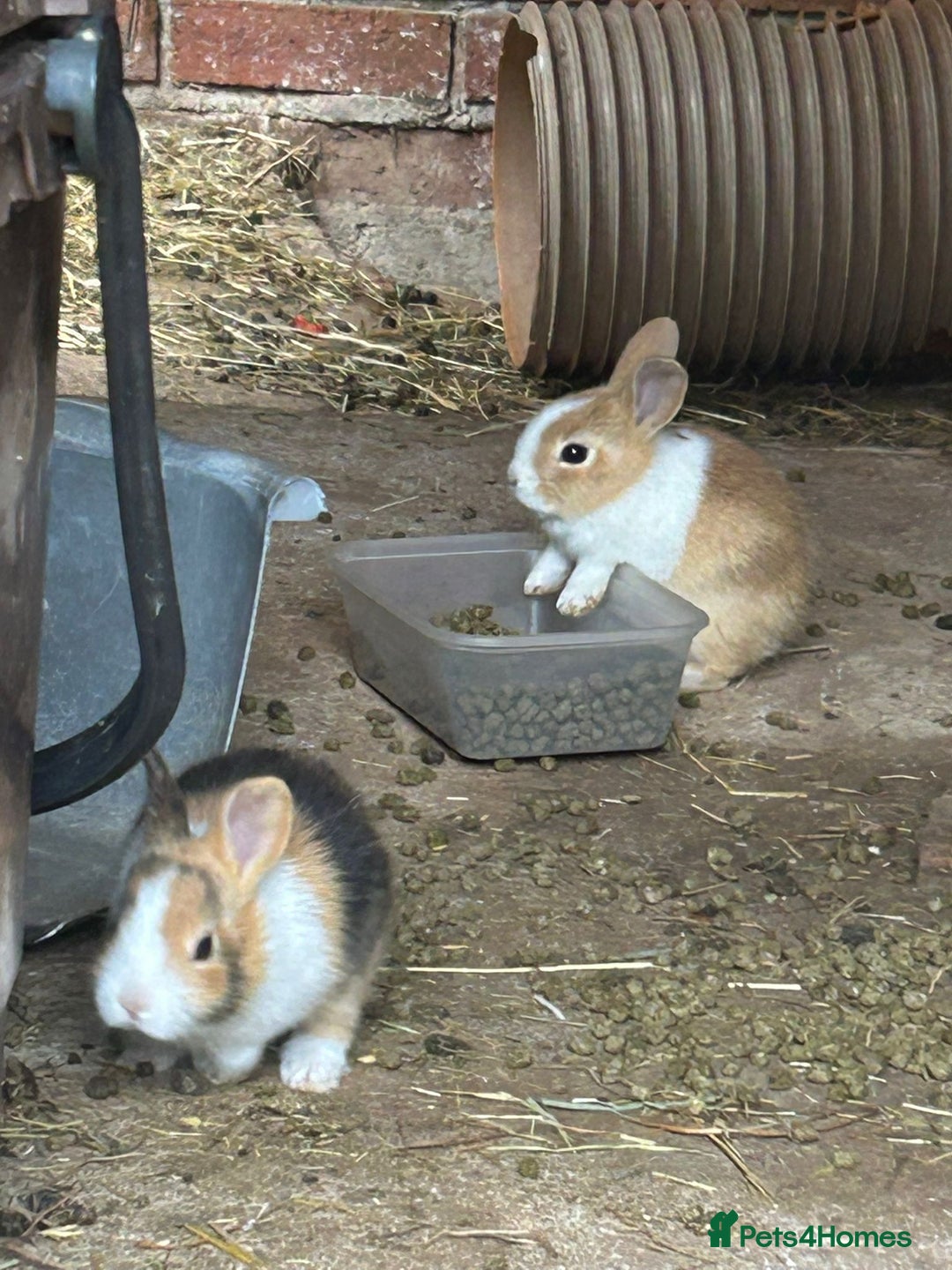 Tri Coloured Dutch rabbits for sale: Tricoloured Dutch Rabbits - Image 9