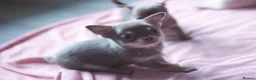 Chihuahua dogs for sale: Kc Registered Small cream/white chihuahua girl  - Advert 13
