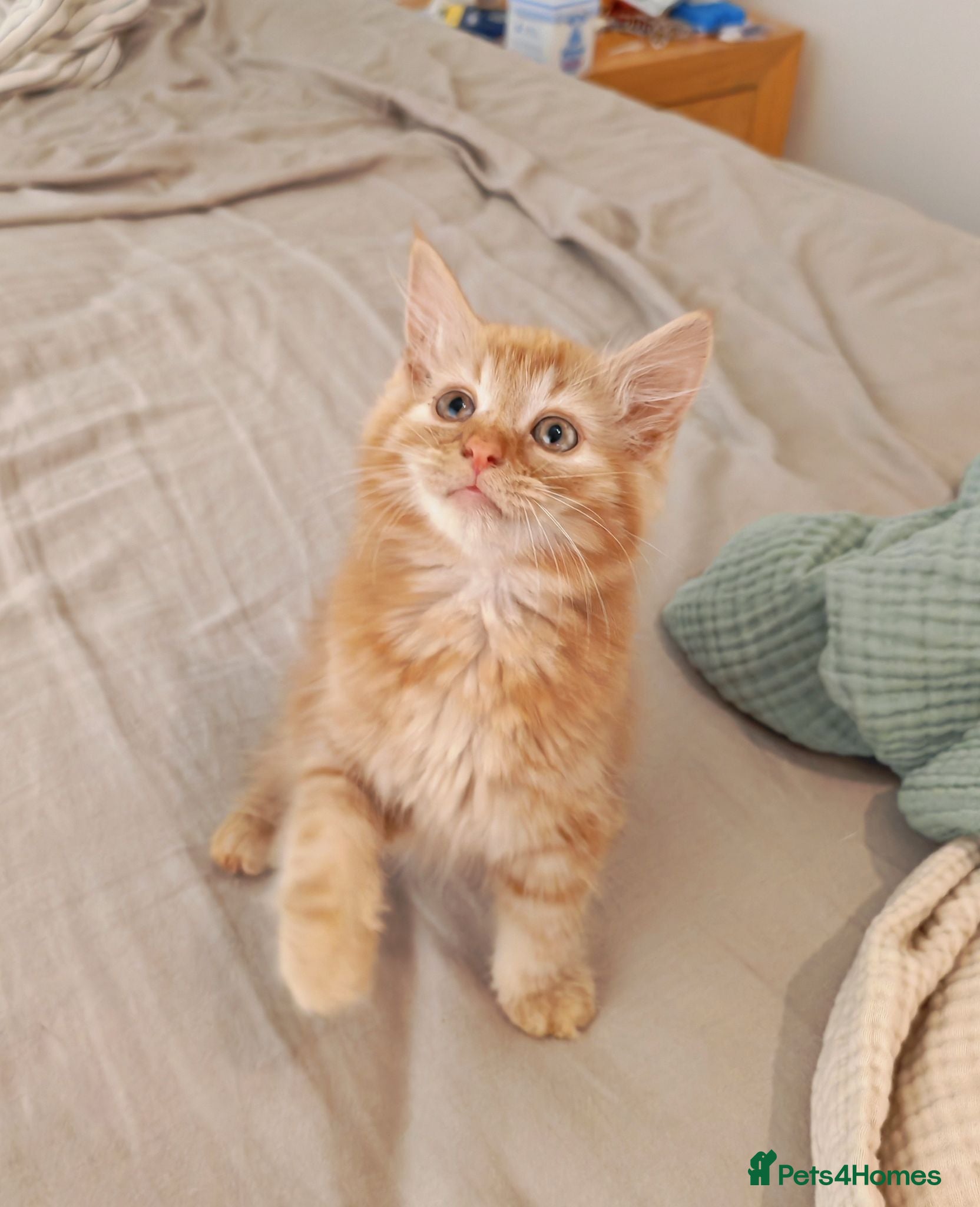 Mixed Breed cats Cute ginger girl left - Advert 3