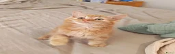 Mixed Breed cats for sale: Cute ginger girl left - Advert 1