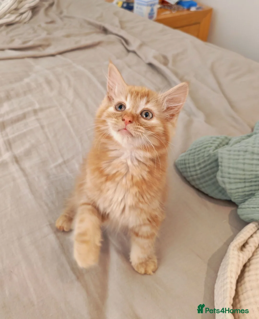 Mixed Breed cats for sale: Cute ginger girl left - Advert 1