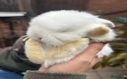 French Lop rabbits for sale: Pure French lop baby bunnies for sale  - Image 12