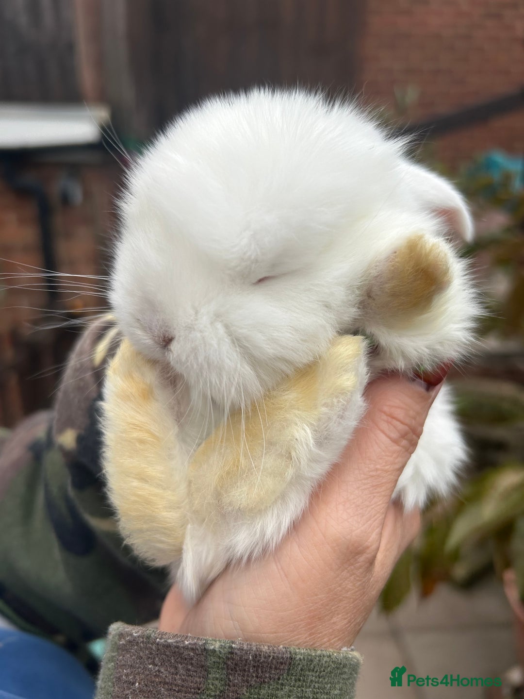 French Lop rabbits for sale: Pure French lop baby bunnies for sale  - Image 12