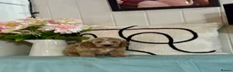 Cockapoo dogs for sale: 7 gorgeous f1 apricot Cockerpoos  - Advert 7