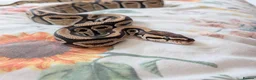 Python Snake reptiles for sale: Ball Python + setup in Sheerness - Advert 1