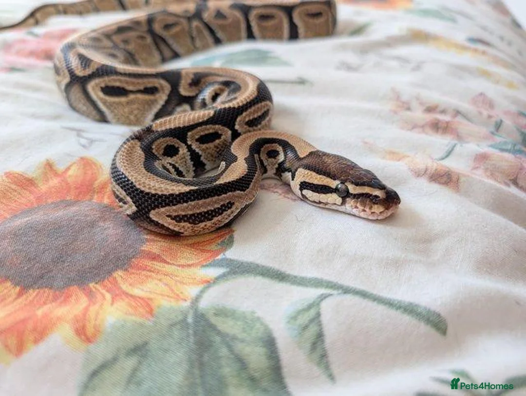 Python Snake reptiles for sale: Ball Python + setup in Sheerness - Advert 1