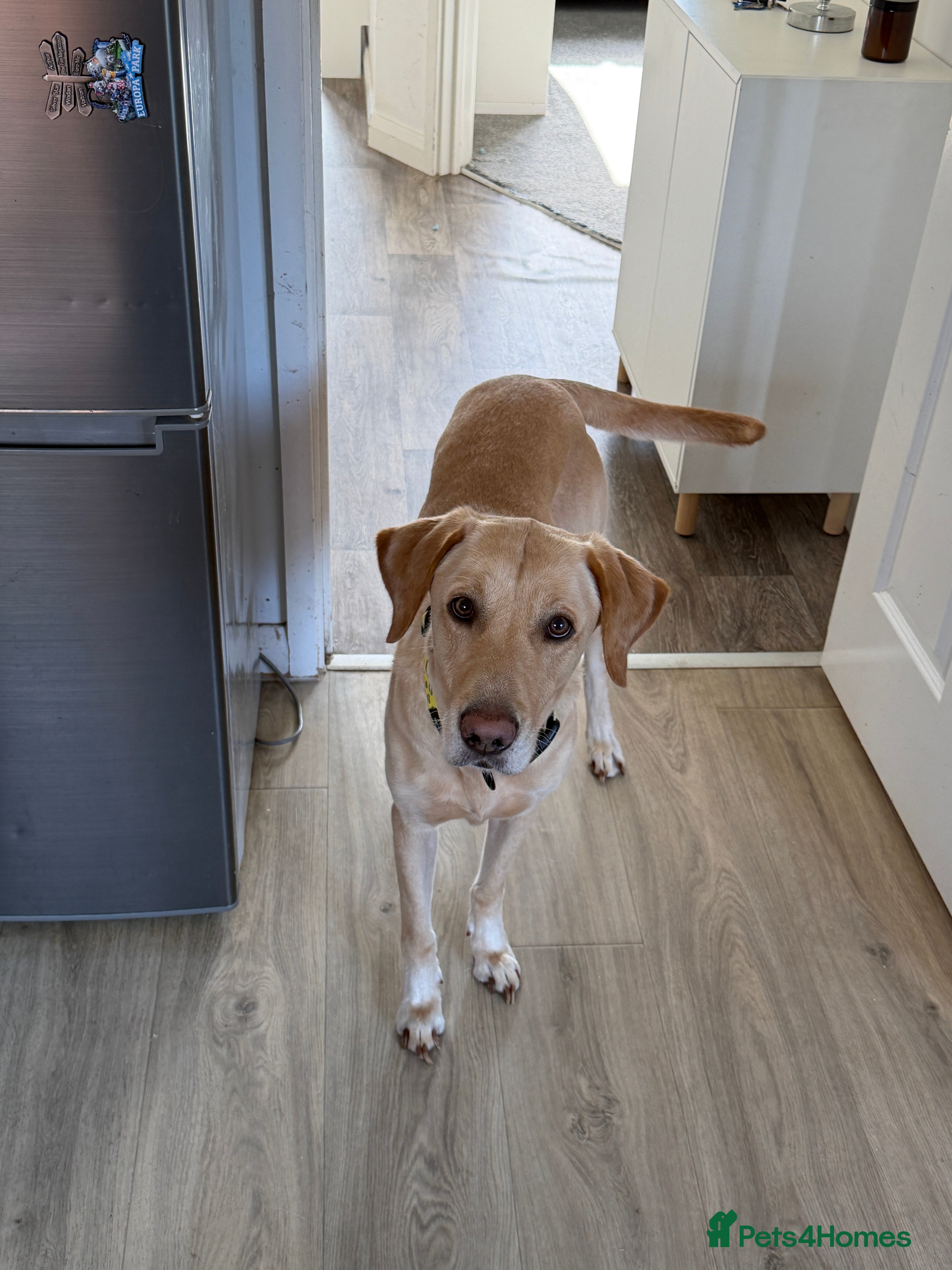 Labrador Retriever dogs Gorgeous Labrador Boy - Advert 1