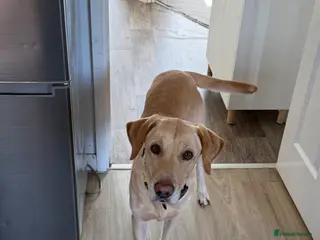 Labrador Retriever dogs Gorgeous Labrador Boy - Advert 1