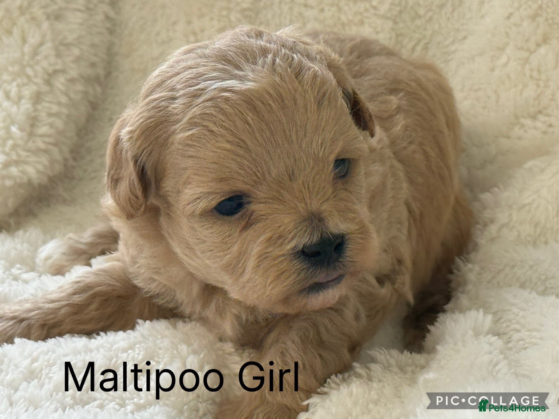 Maltipoo dogs Stunning Maltipoo’s - Advert 1