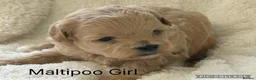 Maltipoo dogs for sale: Stunning Maltipoo’s - Advert 1