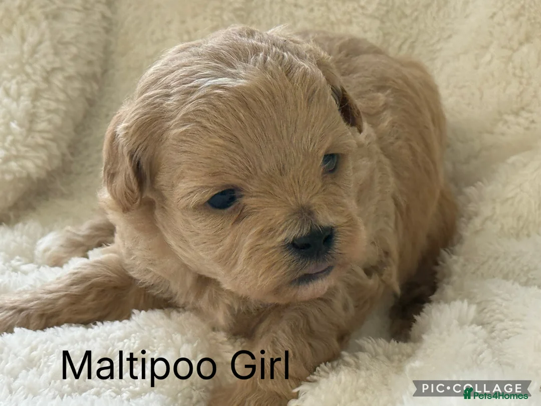 Maltipoo dogs for sale: Stunning Maltipoo’s - Advert 1