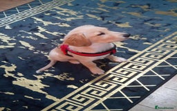 Golden Retriever dogs for sale: For sale Golden retriever  - Image 3