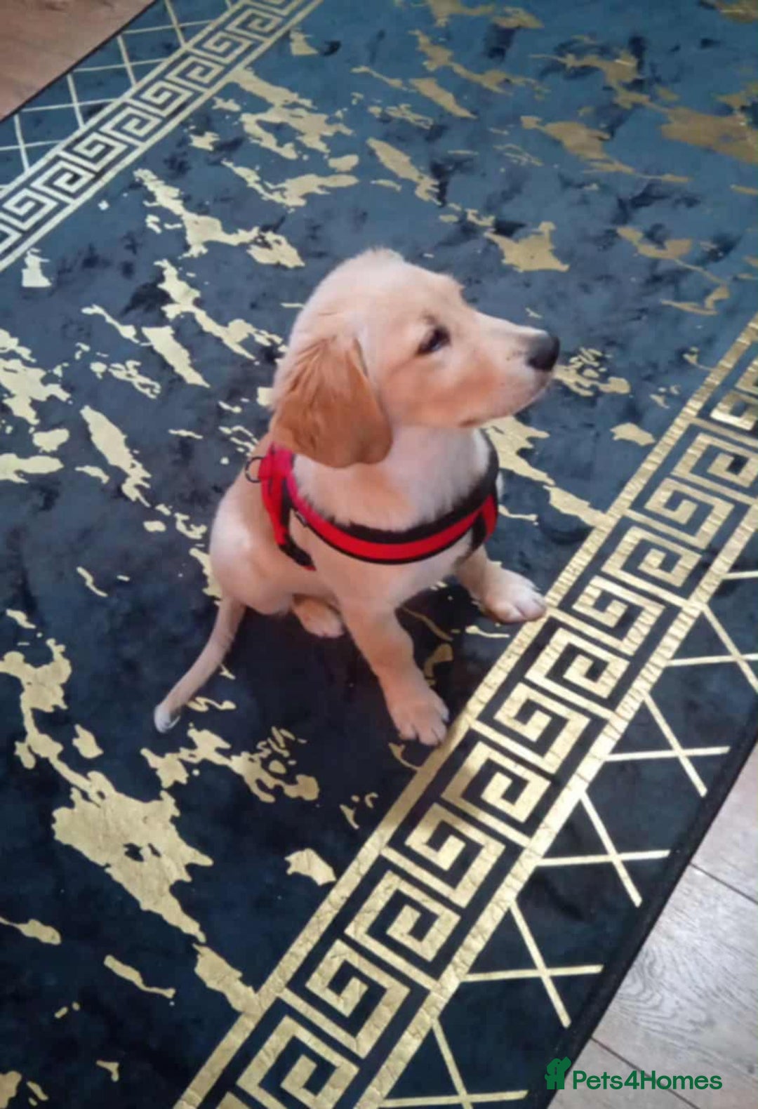 Golden Retriever dogs for sale: For sale Golden retriever  - Image 3