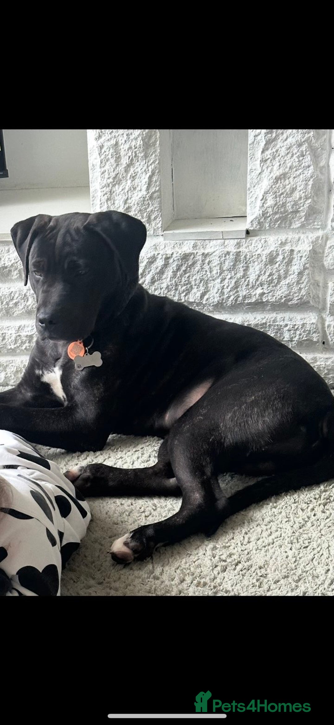 Mixed Breed dogs for sale: Cane Corso X Staffy Male - Advert 2