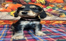 Cocker Spaniel dogs for sale: KC show cocker spaniel puppies. Ready Now! - Image 6