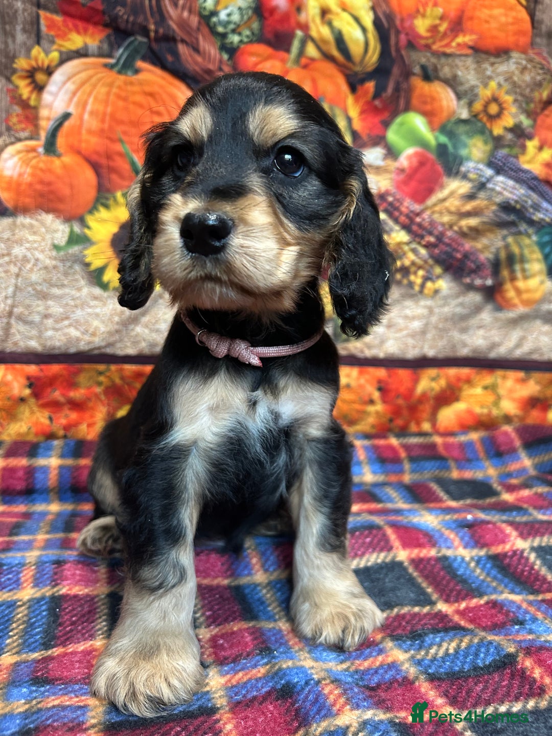 Cocker Spaniel dogs for sale: KC show cocker spaniel puppies. Ready Now! - Image 6