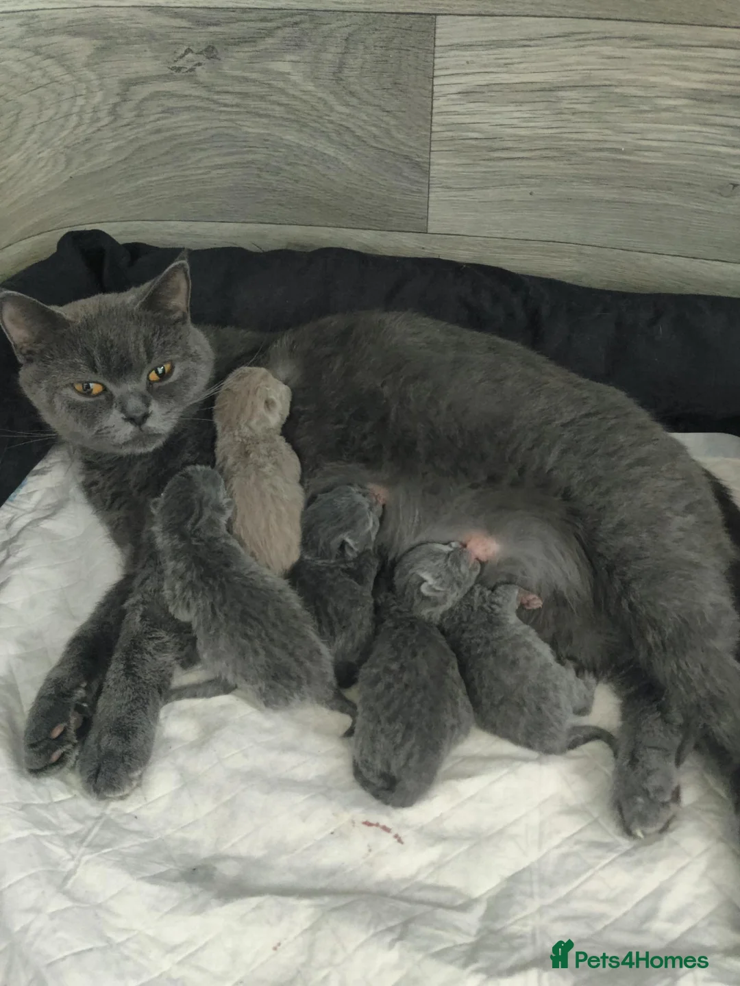 Scottish Fold cats for sale: Scottish fold blue  - Advert 18