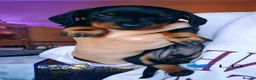 Miniature Dachshund dogs for sale: Champion Sired Mini Smooth Dachshund Puppies - Advert 4