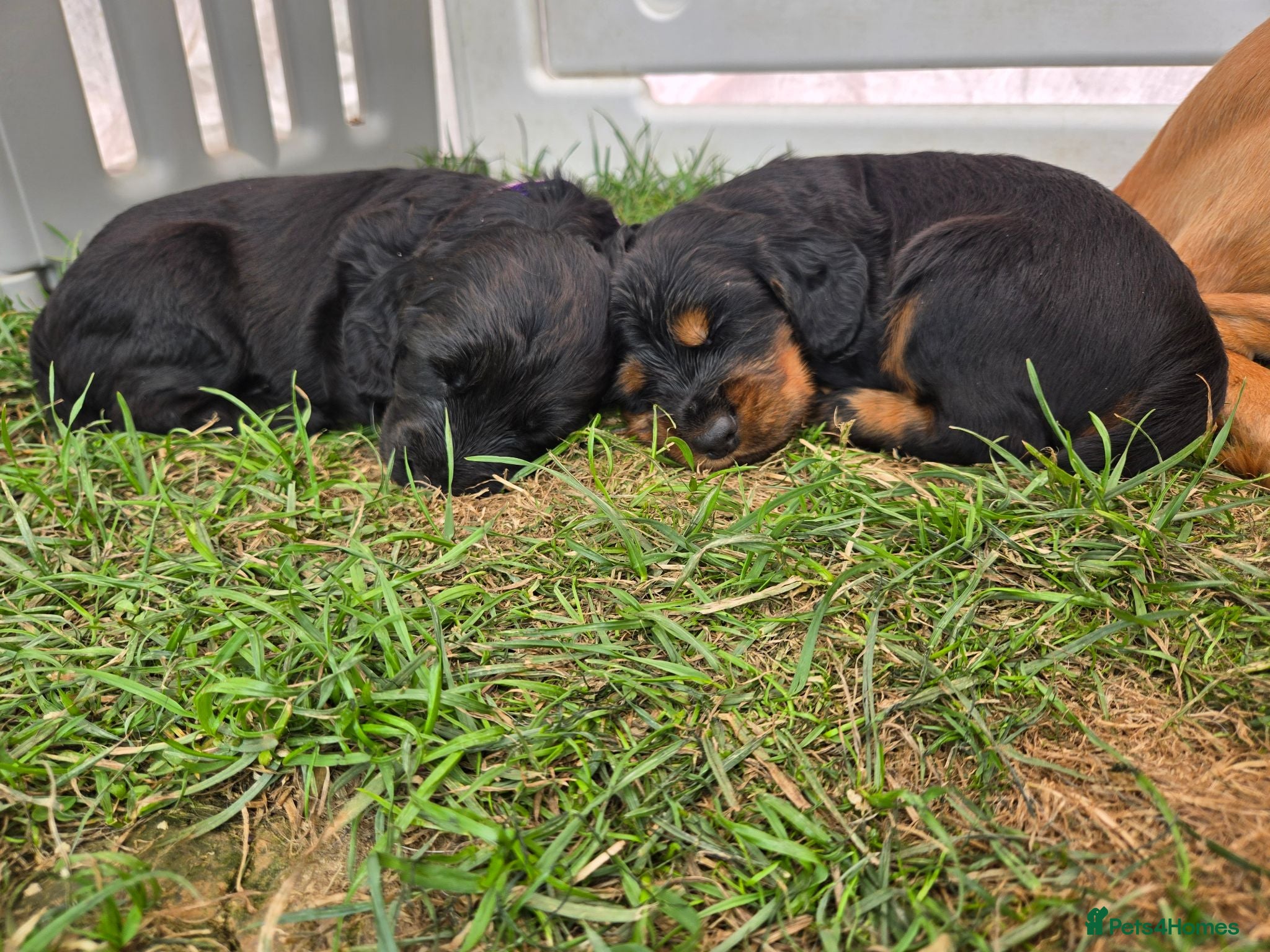 Cocker Spaniel dogs Stunning Working Cocker Spaniel Pups - Advert 2