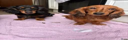 Miniature Dachshund dogs for sale: 6 month old KC reg pra clear red girl - Advert 4