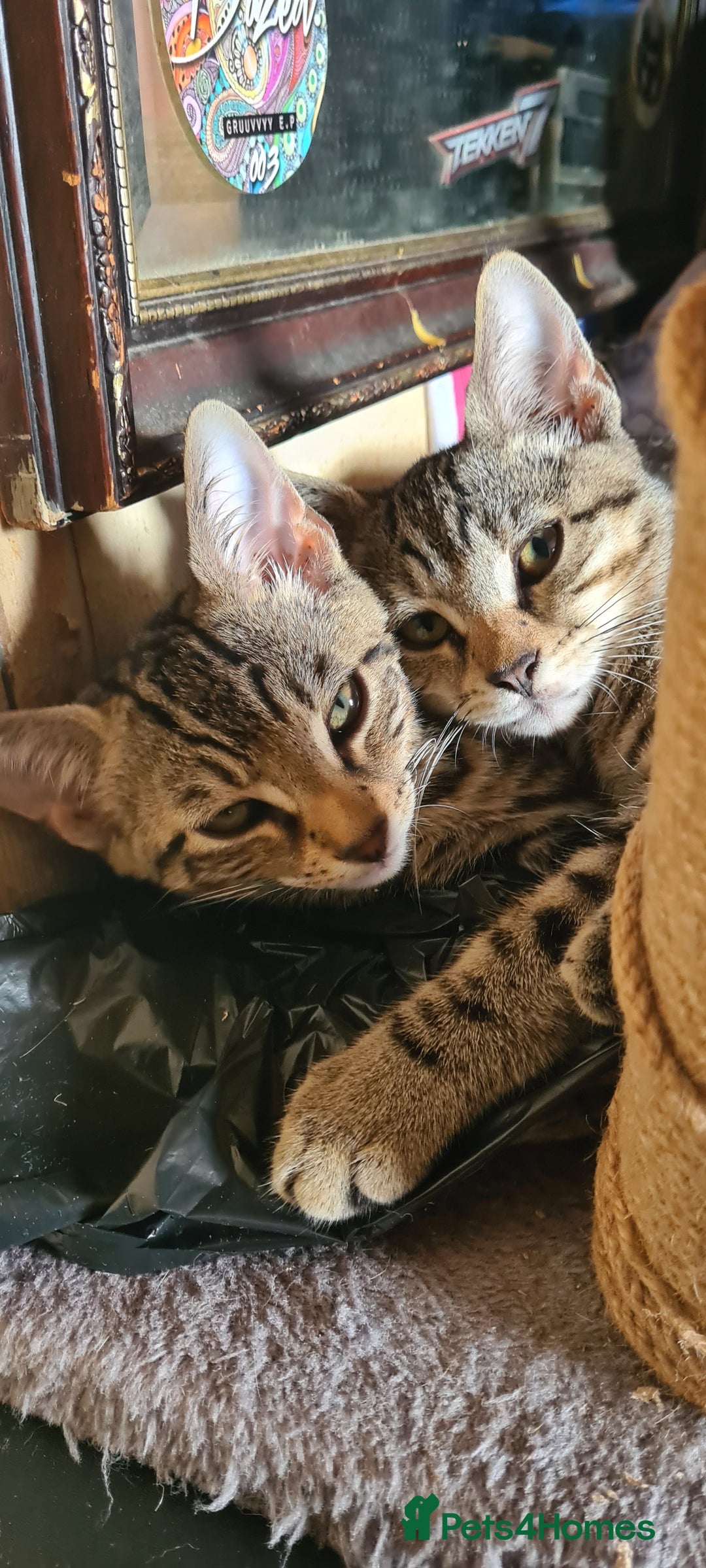 Bengal cats for sale: Mixed bengal kittens   - Image 11
