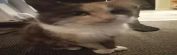 Turkish Angora cats for sale: 3 beautiful kittens angora mixed breed  - Advert 1