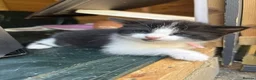 Mixed Breed cats for sale: Five Loving Kittens Ready for Forever Homes - Advert 11